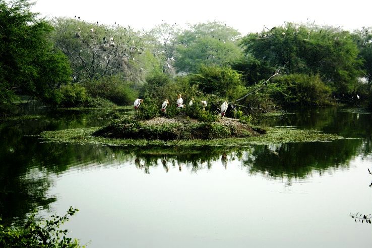 8. Keoladeo National Park
